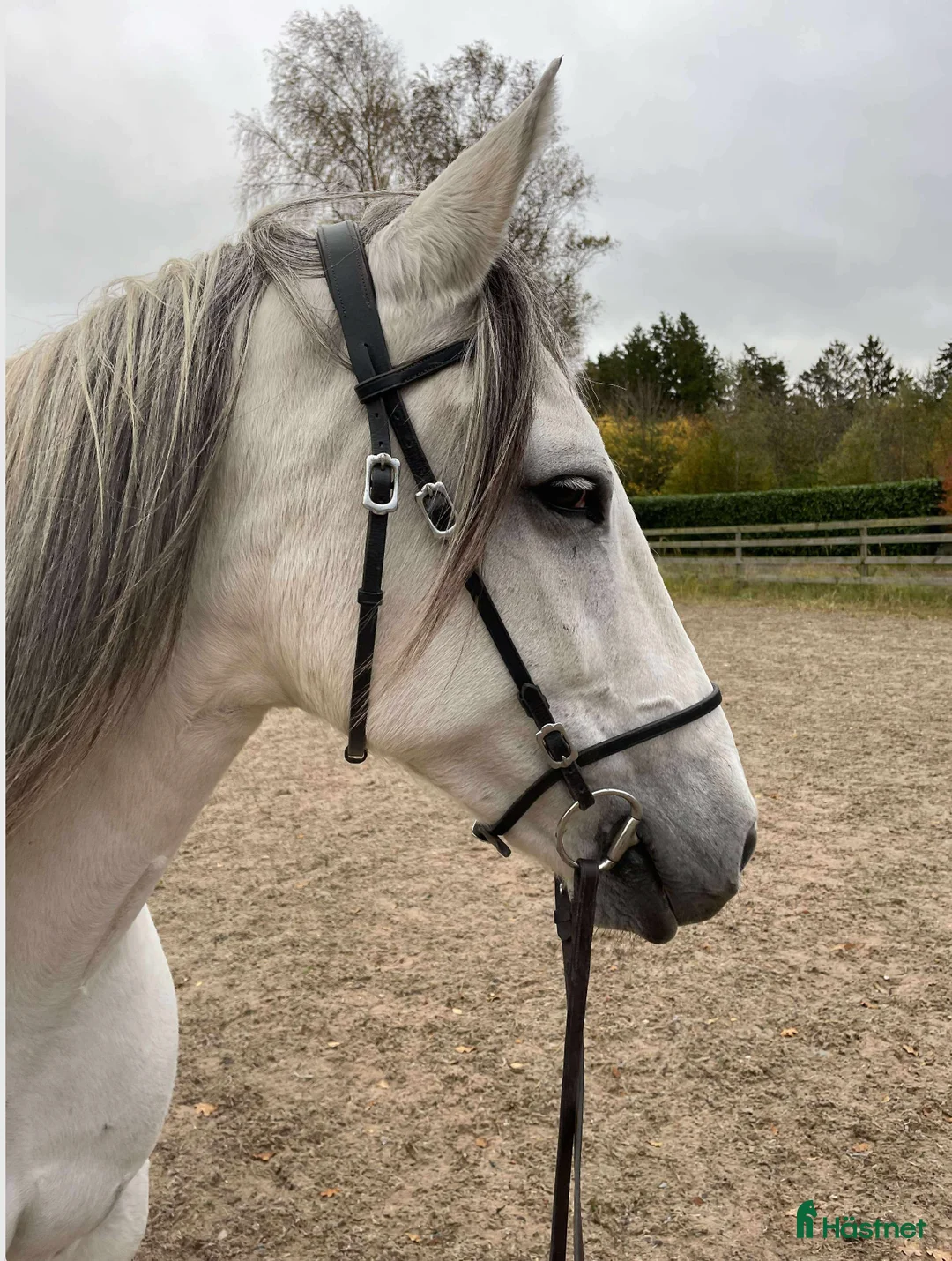 Dressyr hästar till salu: Beautiful and energetic - well trained Lusitano - Annons 1