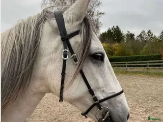 hästar Beautiful and energetic - well trained Lusitano - Annons 2