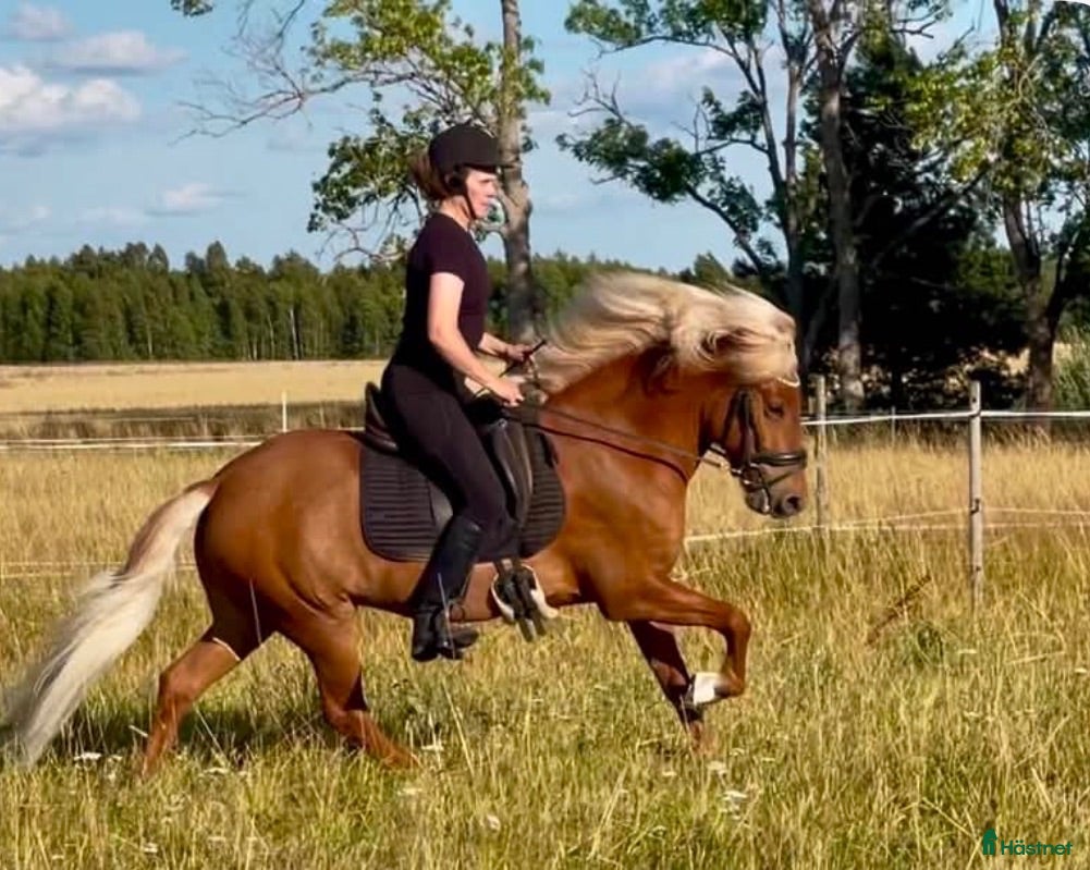  hästar Flott sto med topp stam  - Annons 2