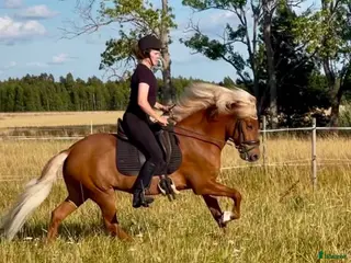 hästar Flott sto med topp stam - Annons 1