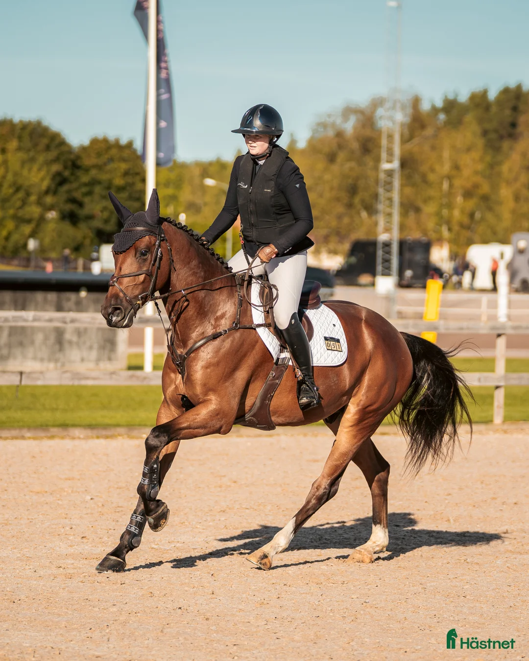 Hoppning hästar till salu: Härligt ridbar 4-åring. - Annons 2