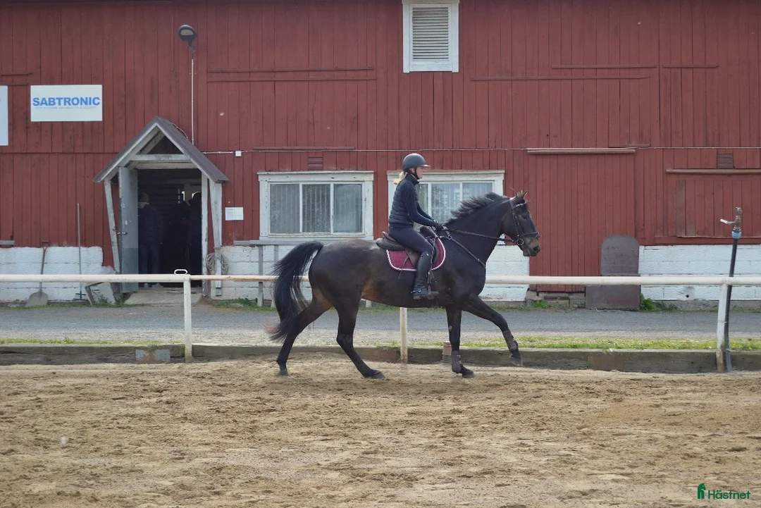 Allround hästar till salu: Ville söker nytt hem 🌼 - Annons 2
