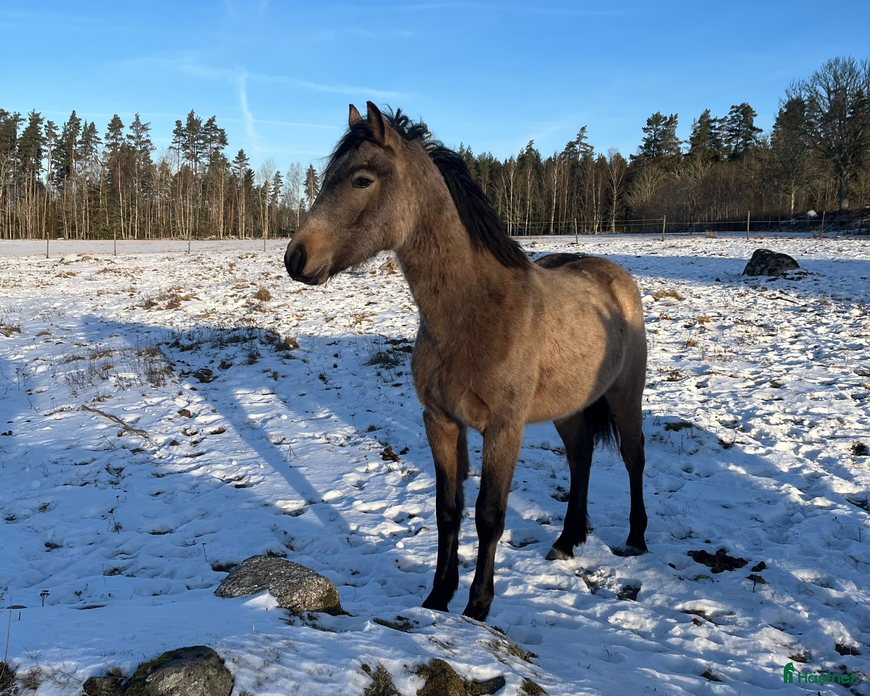  hästar Valack efter Poetic Kelly i Aneby - Annons 9
