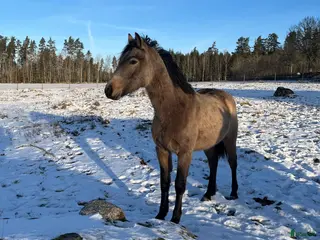 hästar Valack efter Poetic Kelly i Aneby - Annons 9