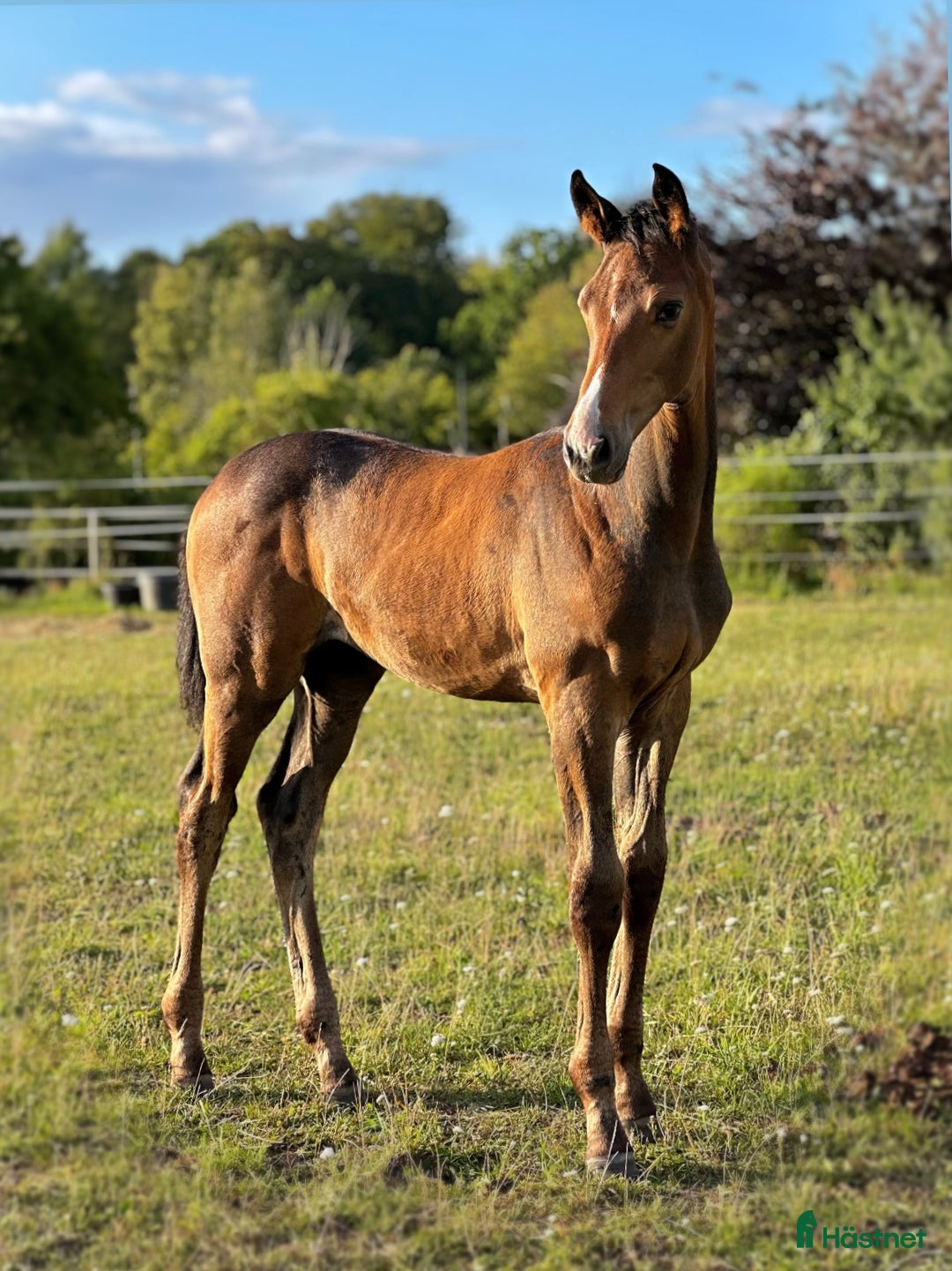 Hoppning hästar till salu: Lovande unghäst! SÅLD - Annons 1