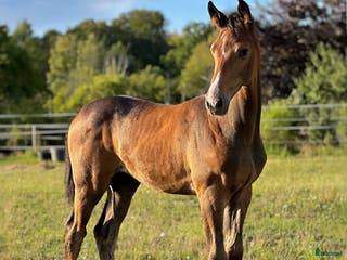 hästar Lovande unghäst! SÅLD - Annons 5