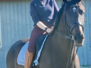 medryttarhäst sökes i Alingsås - Annons 1