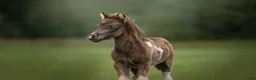 Allround hästar till salu: American mini Curly horses - Annons 4