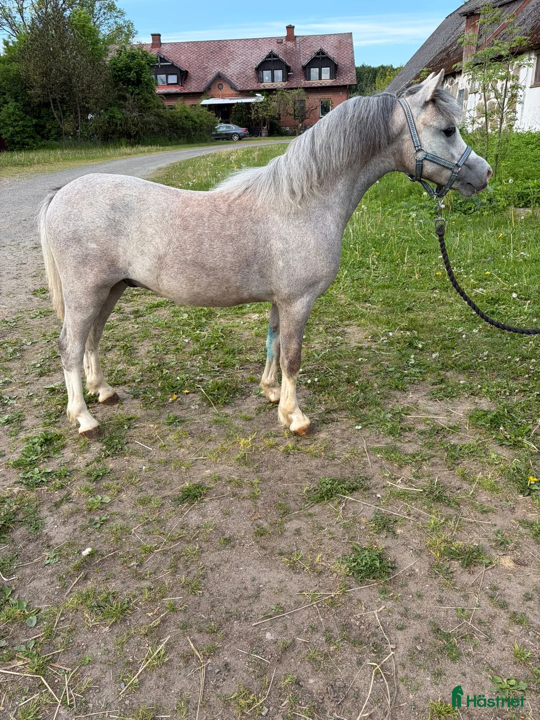 Allround hästar till salu: Welsh Mountain ponnys - Annons 2