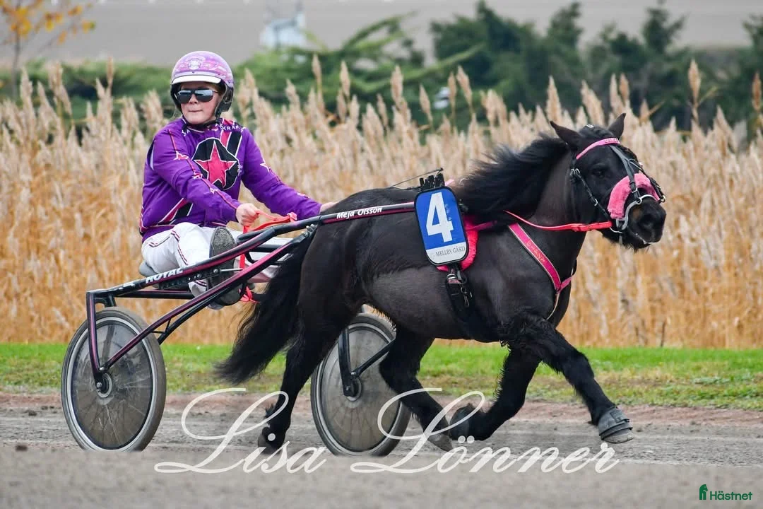 Trav hästar till salu: 2st kanonfina och snabba/snälla ponnys i Vollsjö - Annons 2