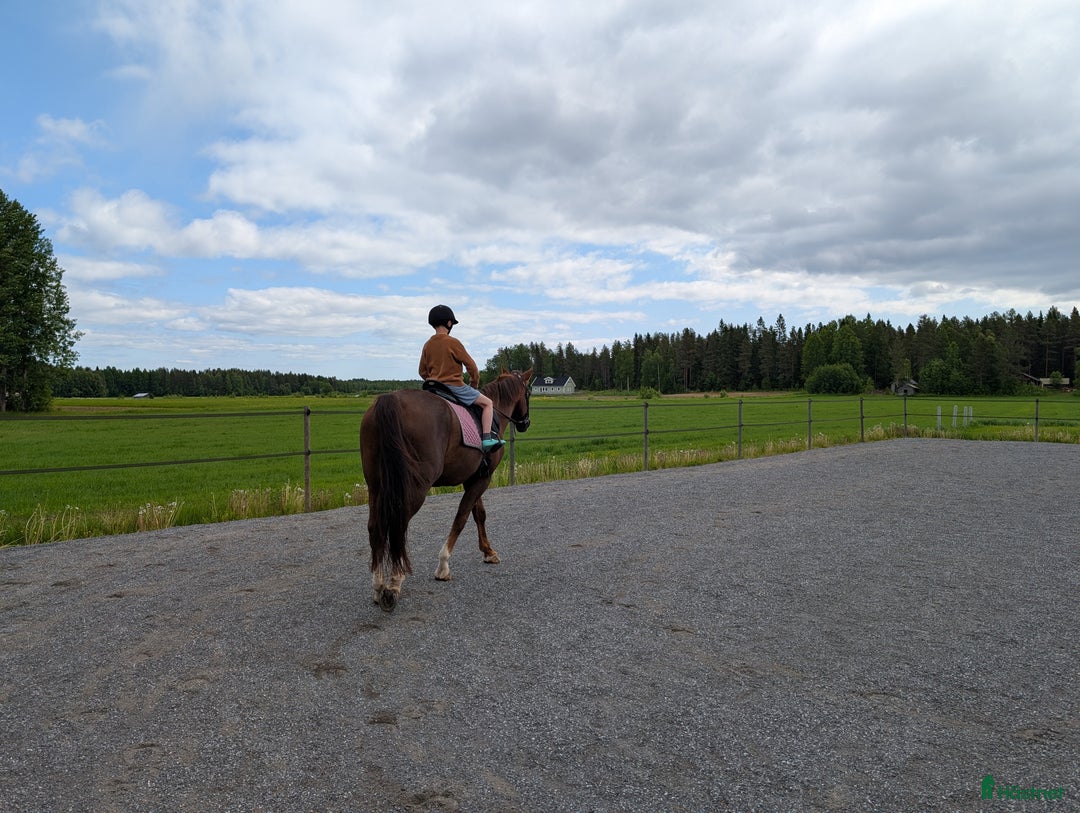 Allround hästar sökes: Söker min bästa vän  i Luleå - Bild 4