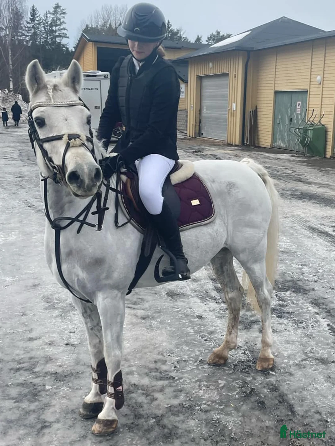 Allround hästar till salu: Bästa allround ponnyn - Annons 6