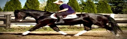 Allround hästar till salu: Rexon–10yo|170 Silesian Gelding|Family Horse - Annons 3