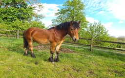 Körning hästar till salu: Mysig kille 1 årig hingst. i Moheda - Bild 2