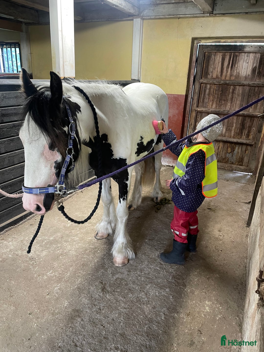 Allround hästar till salu: Fodervärd sökes  i Myresjö - Annons 16