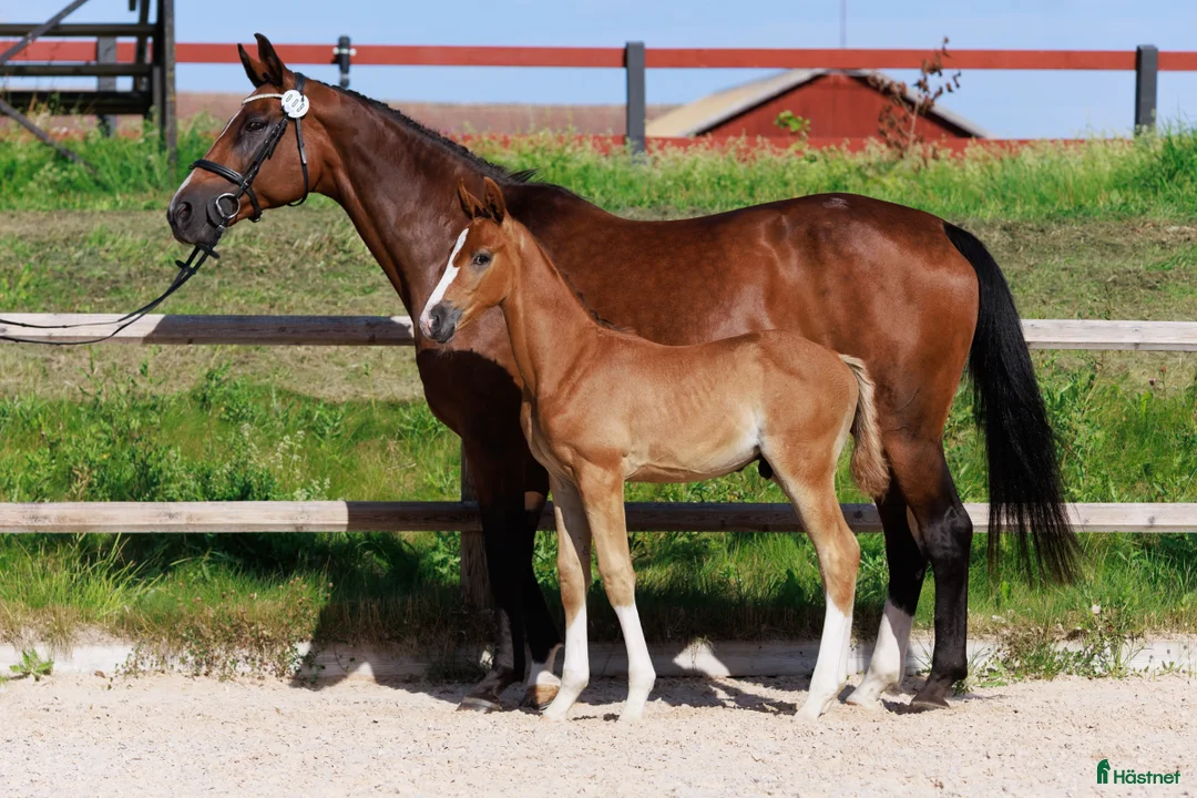 Hoppning hästar till salu: Hingstföl med meriterat möderne i Säter - Annons 4