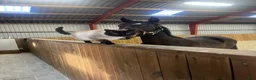 Hoppning hästar till salu: Fineste holsteinerstoet för avel – säljes/bytes - Annons 7