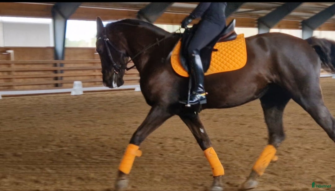 Allround hästar till salu: Elegant multi-talang i Svärtinge - Annons 1