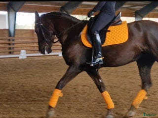 hästar Elegant multi-talang i Svärtinge - Annons 3