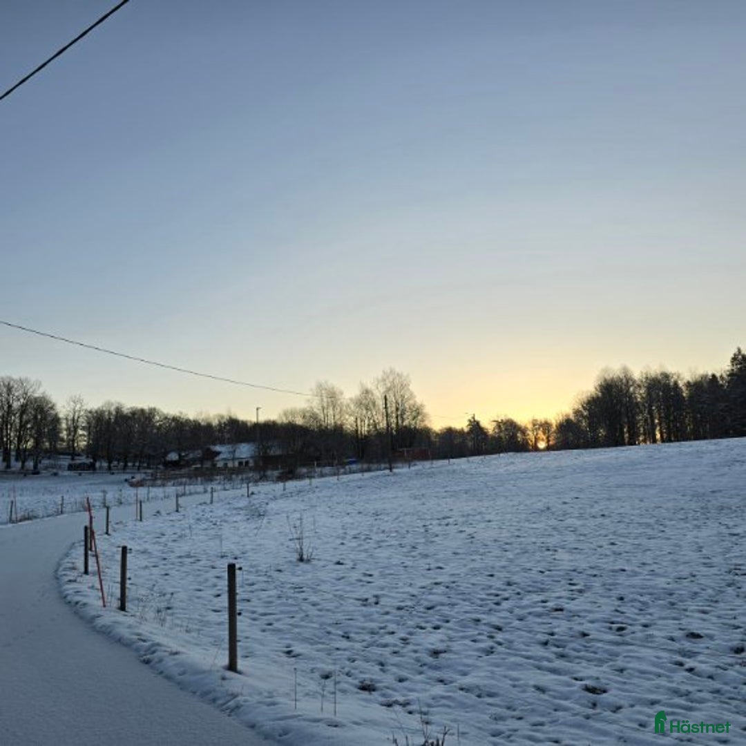 Allround hästar sökes: Häst sökes🐴 i Brämhult - Annons 3