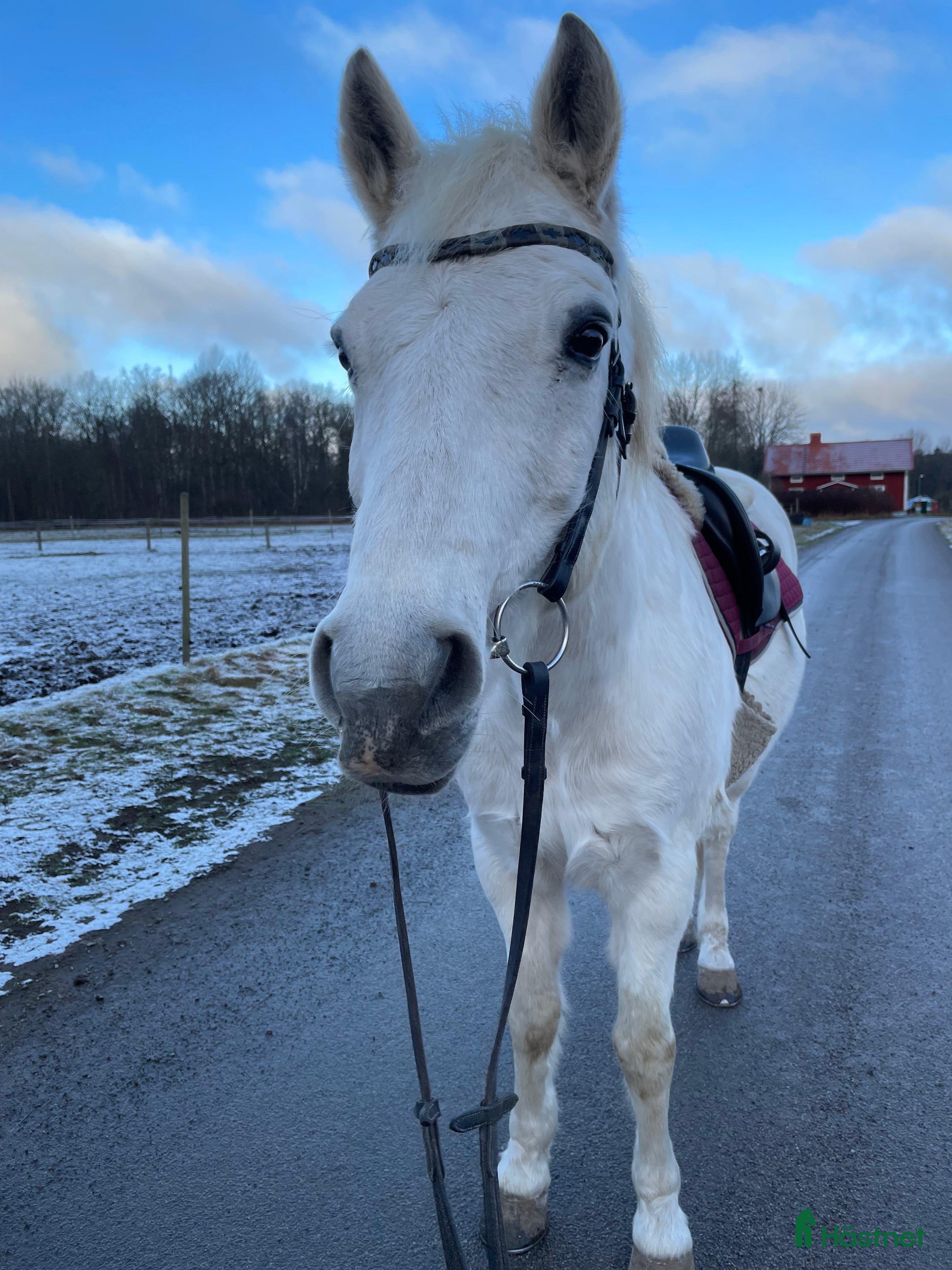  hästar Trevlig och positiv D-ponny - Annons 18