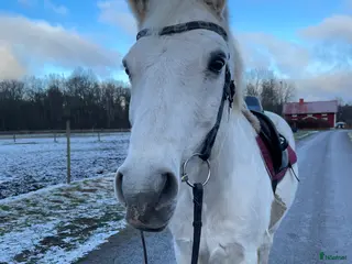 hästar Trevlig och positiv D-ponny - Annons 18