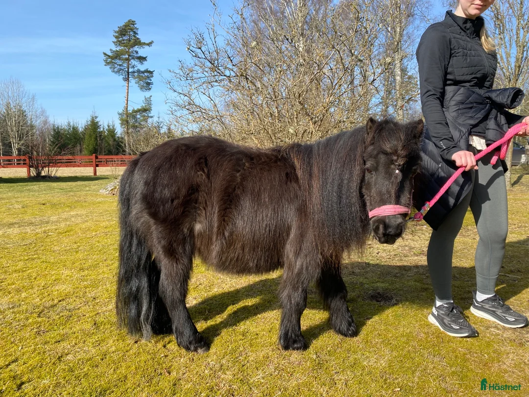Sällskap hästar till salu: Mini sto - Annons 5