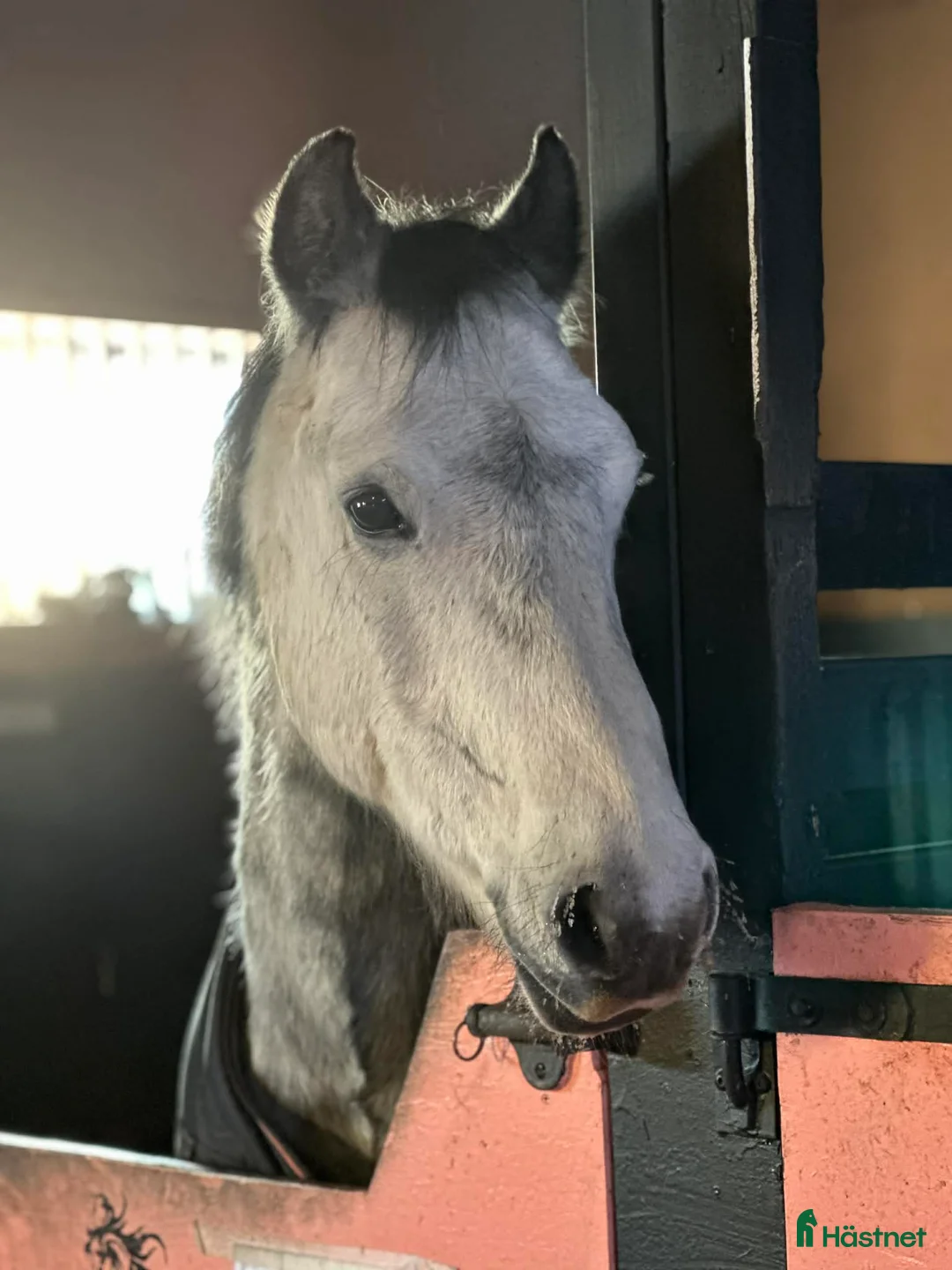 Allround hästar till salu: Sötaste Robbie i Ludvika - Annons 2