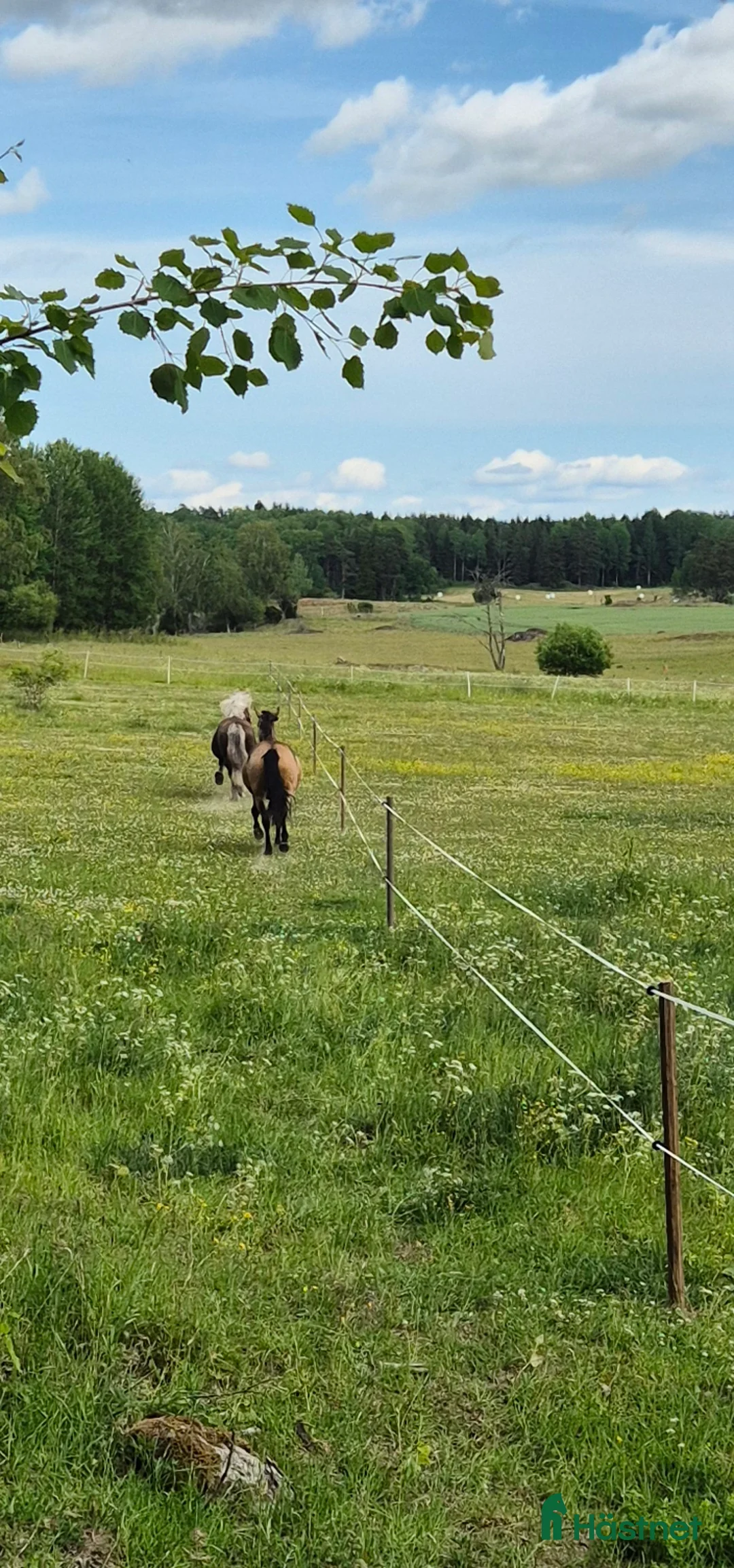  stallplats finnes: Boxplats i litet mysigt stall i Vårsta  - Annons 8
