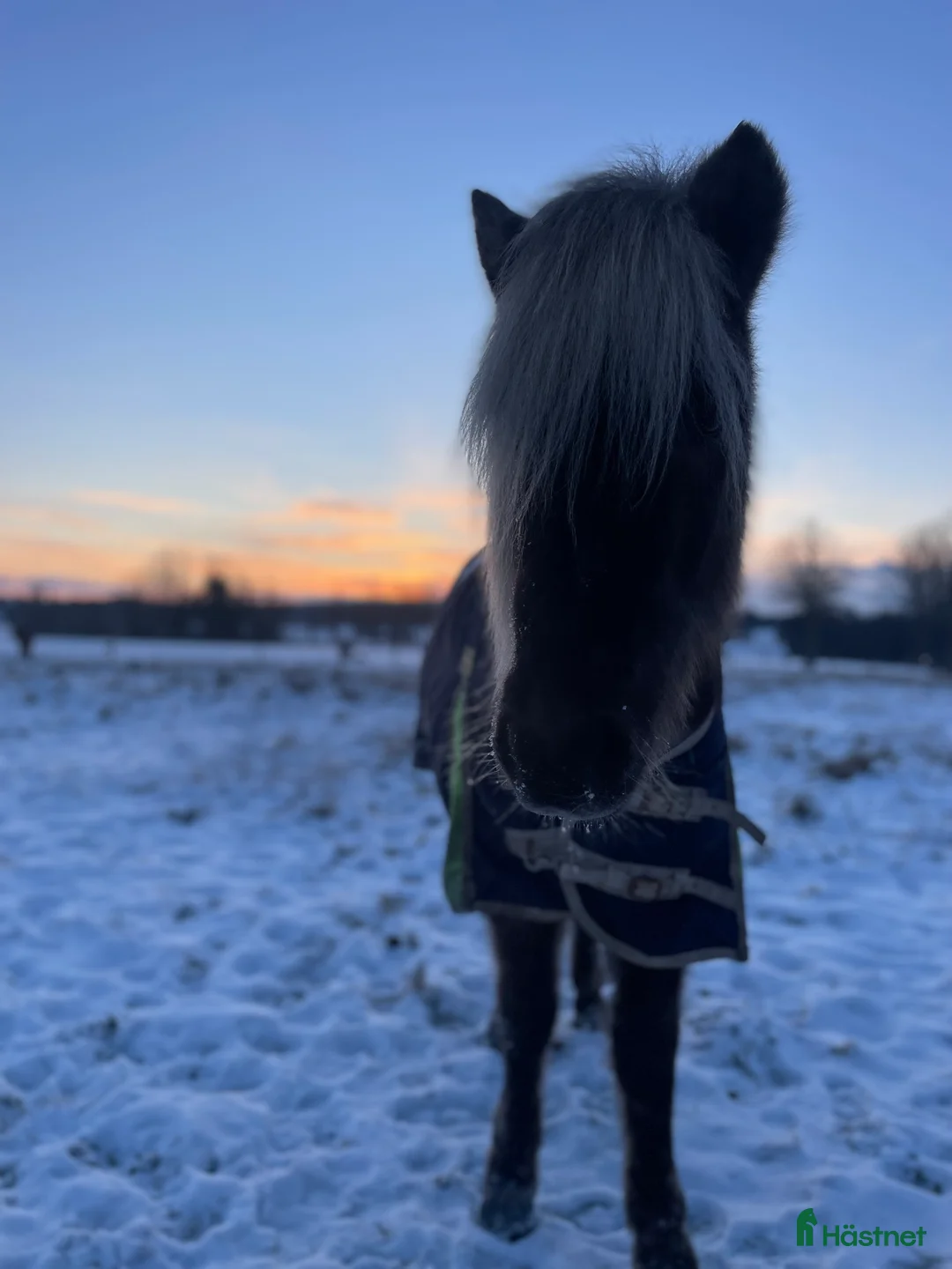 Island hästar till salu: Uttrycksfullt fyrgångssto ✨ i Halmstad - Annons 4