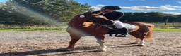 Dressyr hästar till salu: FEI-ponny med massor av ridglädje - Annons 3