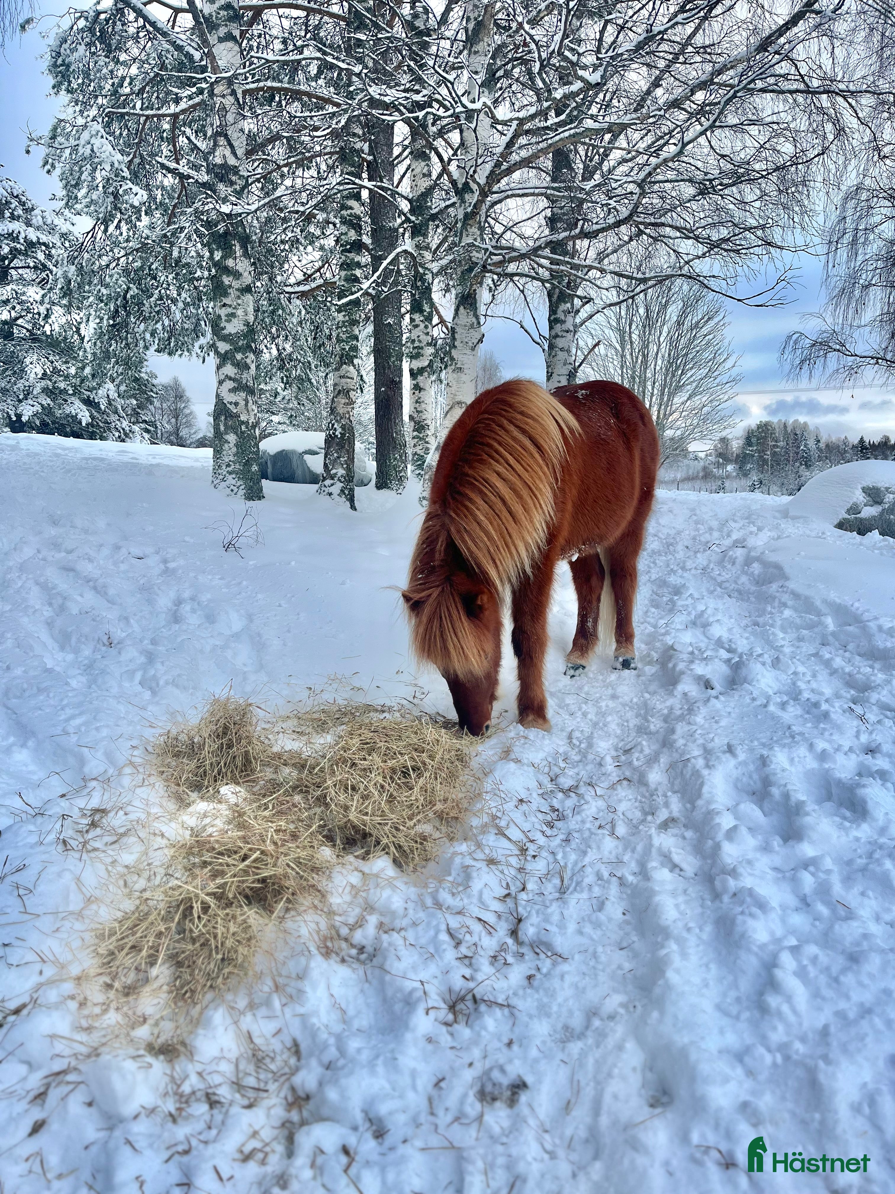  hästar Pigg och snäll isprins i Ullånger - Annons 1
