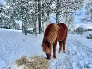 hästar Pigg och snäll isprins i Ullånger - Annons 1
