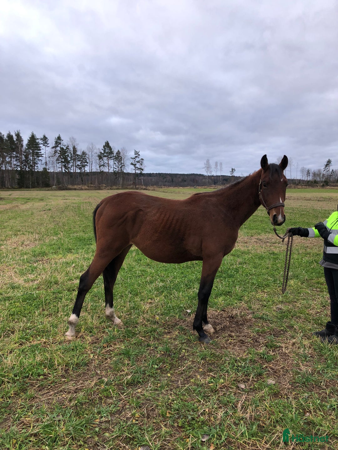 Allround hästar till salu: Fin valack född -24 söker nytt hem i Dyltabruk - Annons 2