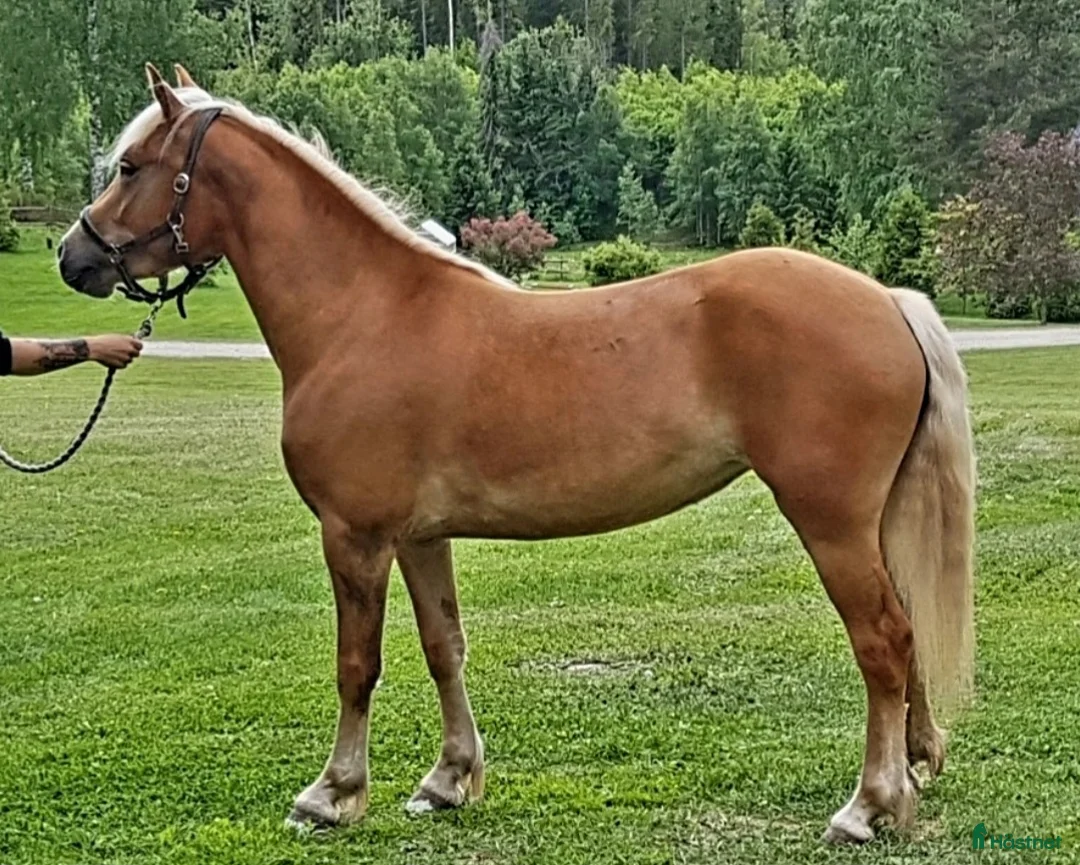 Allround hästar till salu: Rainbow in the Dark  i Bollstabruk - Annons 7