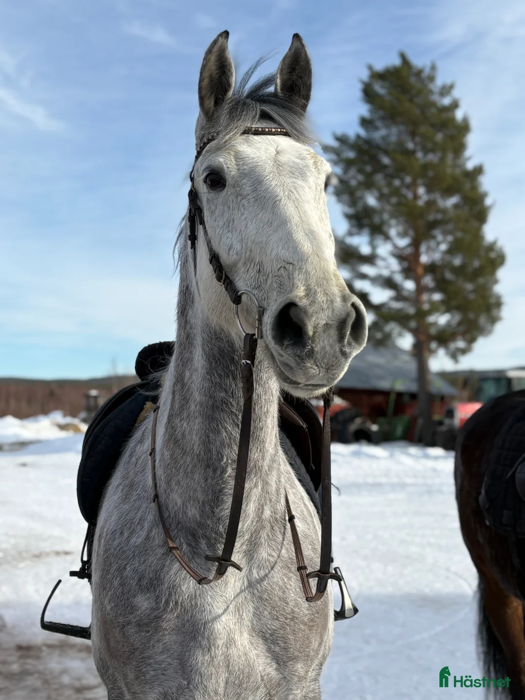 Allround hästar till salu: Lyxig allroundhäst - Annons 1