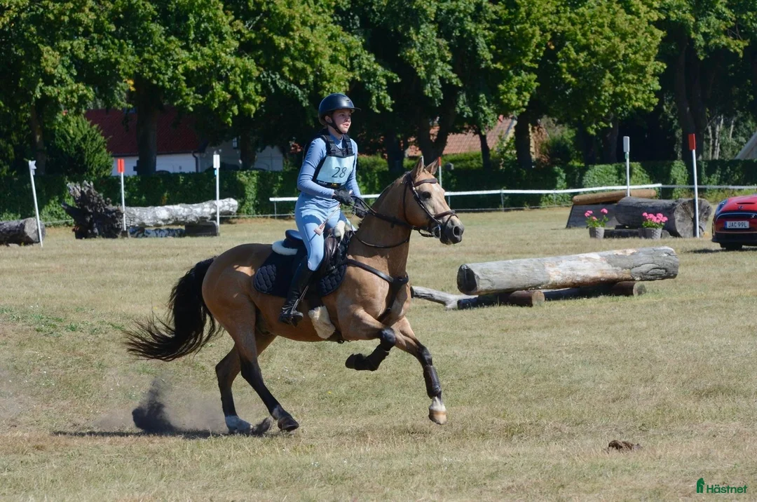 Allround hästar till salu: Underbaraste c-ponnyn - Annons 1