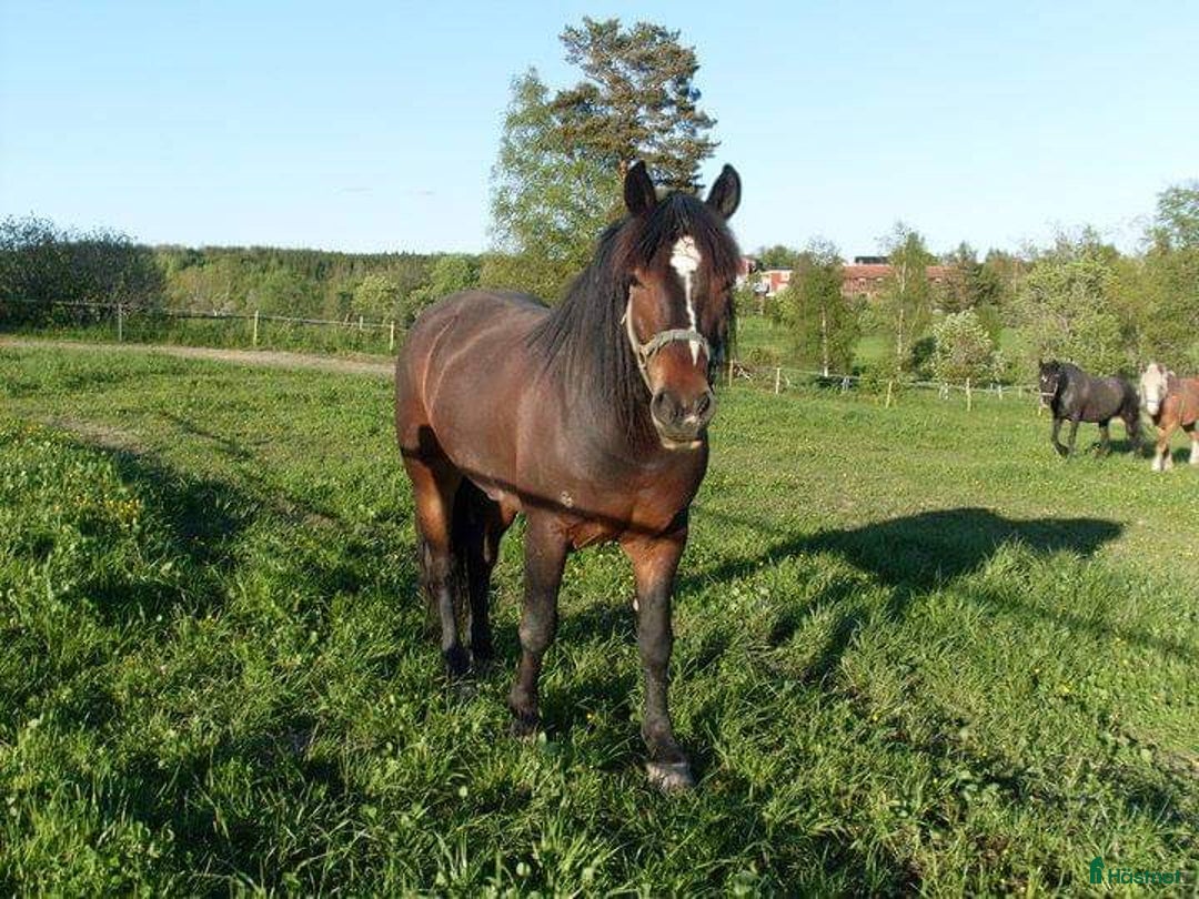 Allround hästar sökes: Skogsmulle  i Skee - Annons 1