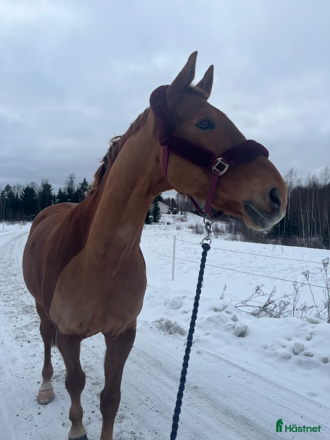 Galleribild {{count}}