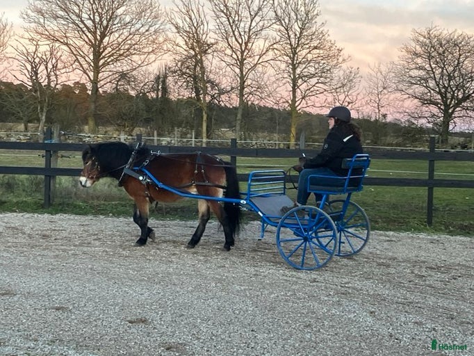 Galleribild {{count}}