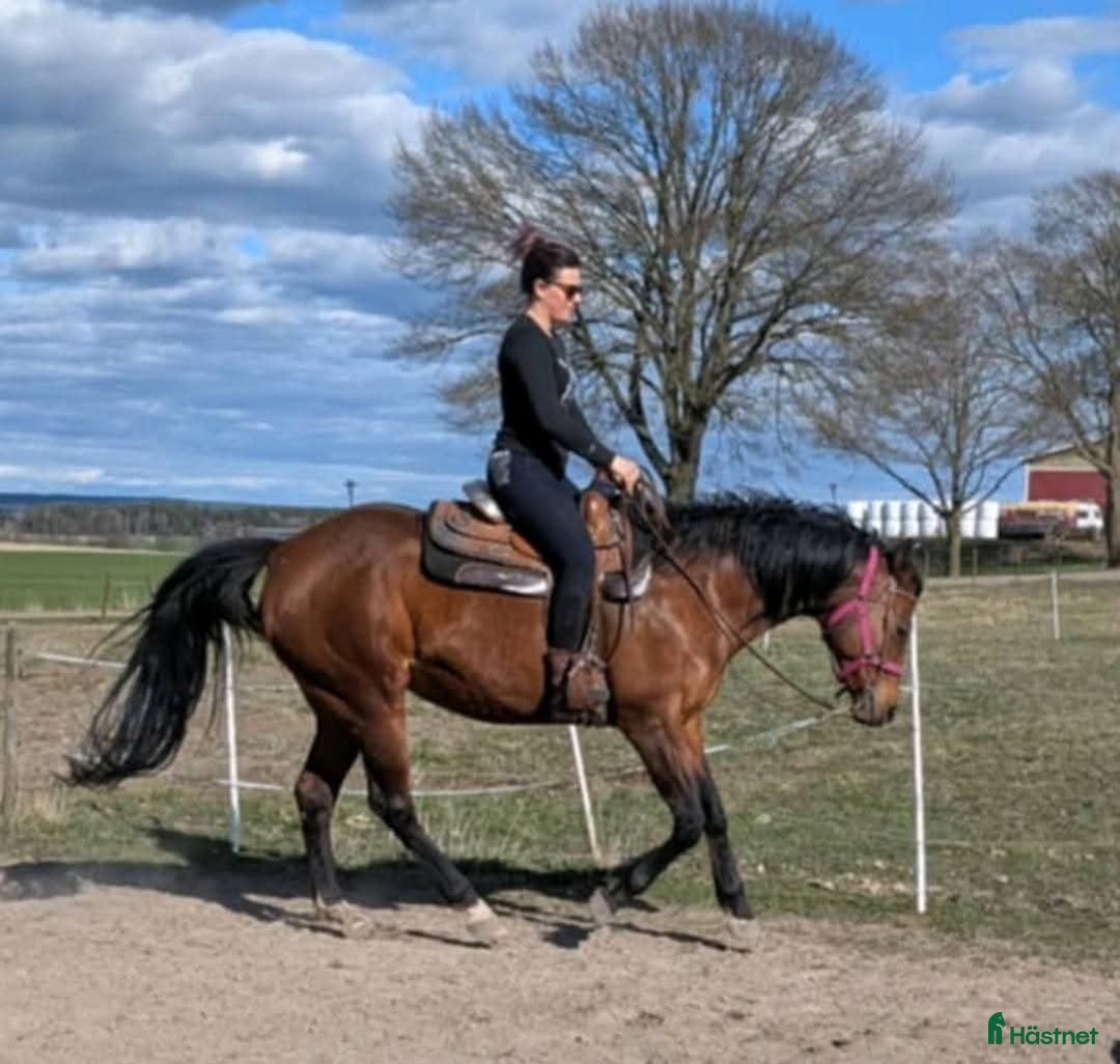 Western hästar till salu: Vackert socialt quarter sto i Värsås - Annons 2