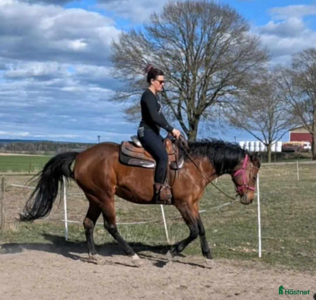 Western hästar till salu: Vackert socialt quarter sto i Värsås - Annons 2