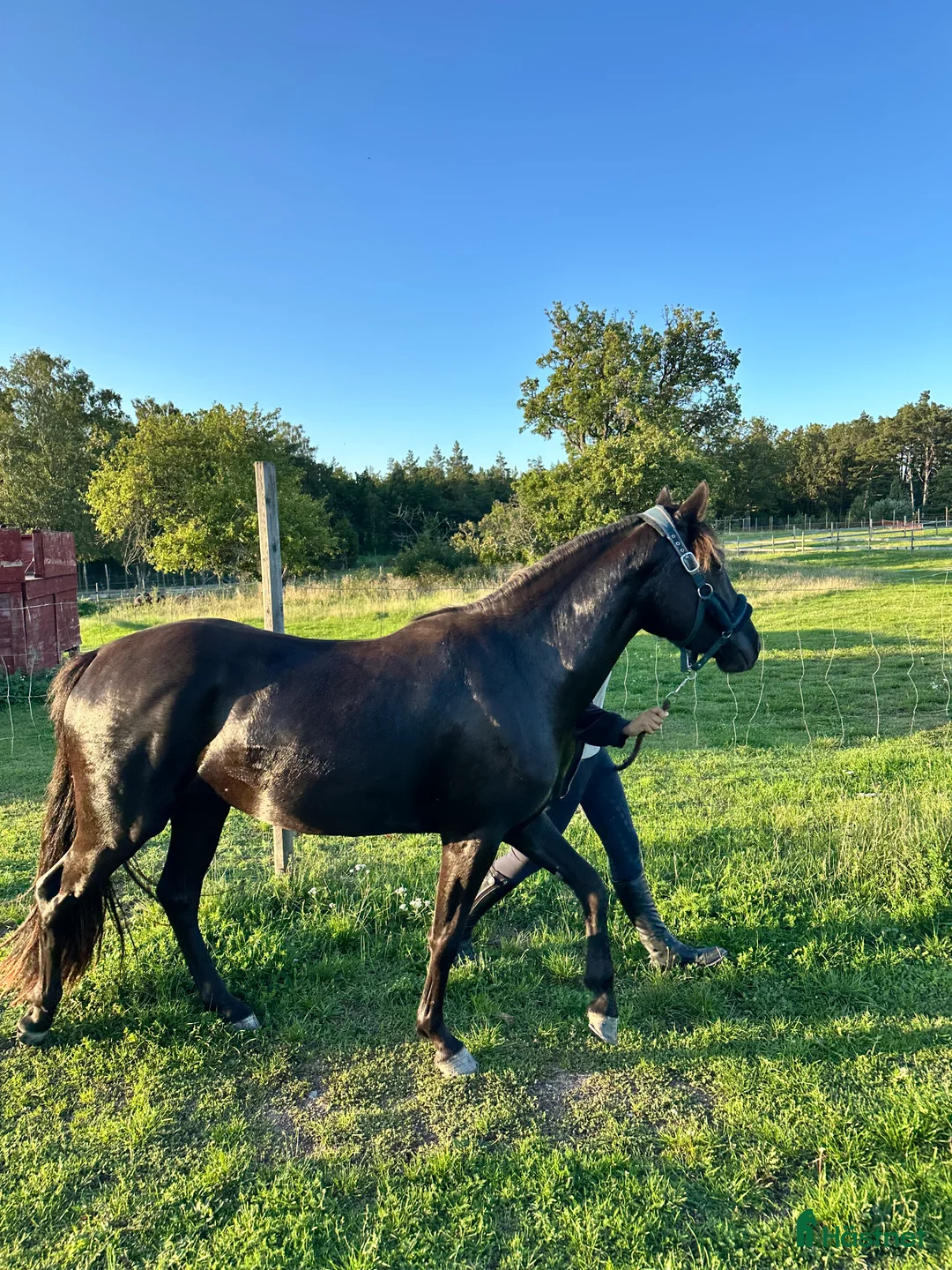 Allround hästar till salu: Din framtida ponny  - Annons 4