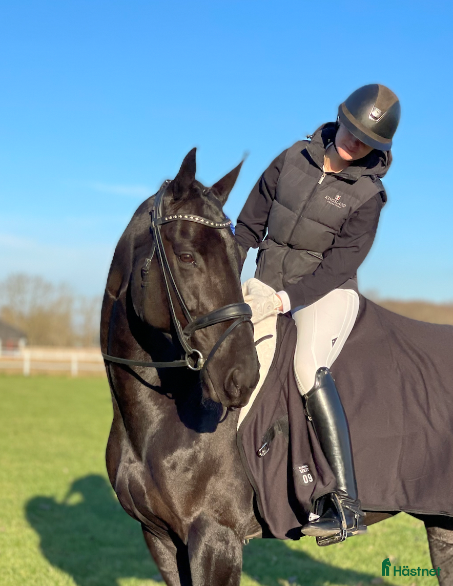  hästar U/A vetcheck - Snygg dressyrpärla - Annons 19