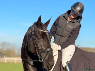 hästar U/A vetcheck - Snygg dressyrpärla - Annons 19