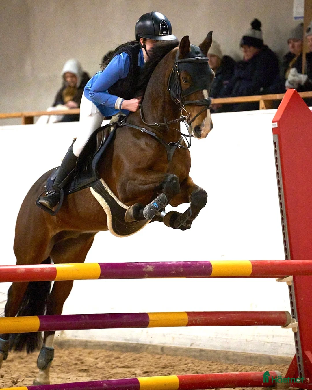 Hoppning hästar till salu: Välutbildad läromästare med hjärta av guld ❤️ - Annons 2