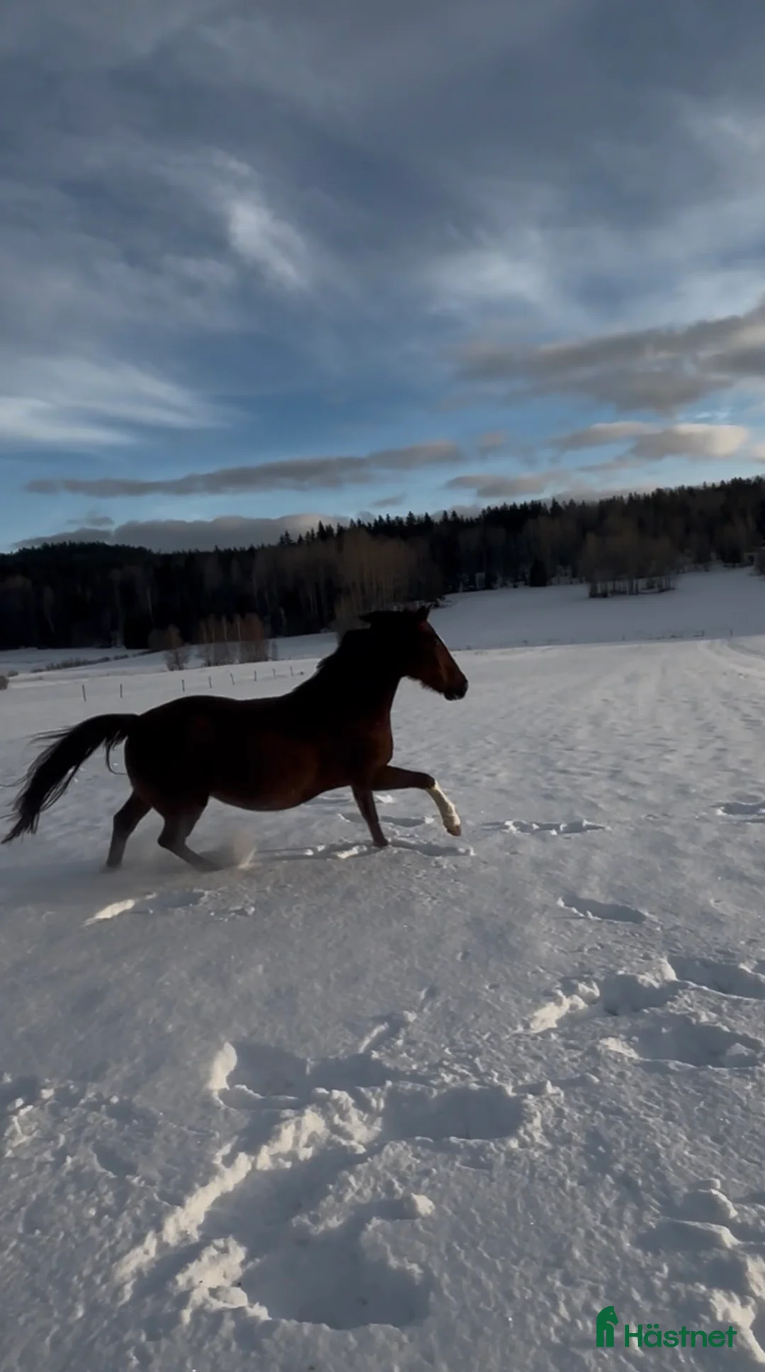 Avelshästar hästar till salu: Sto e: Total Hope till avel/promenad - Annons 6