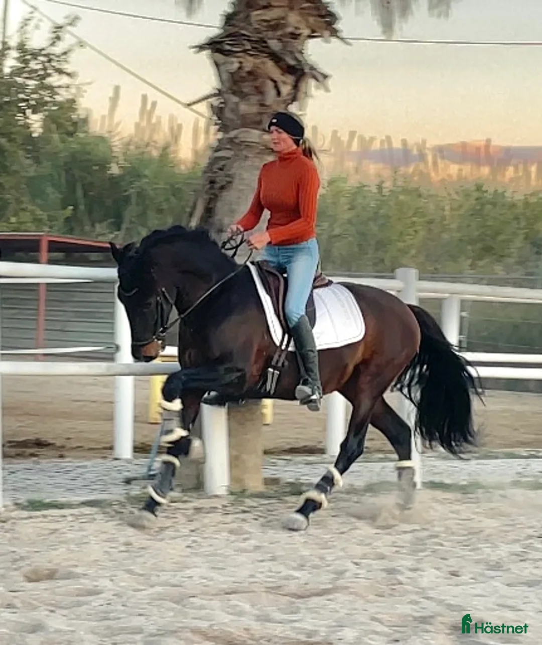 Allround hästar till salu: Ridbar sällskapshäst - Annons 8