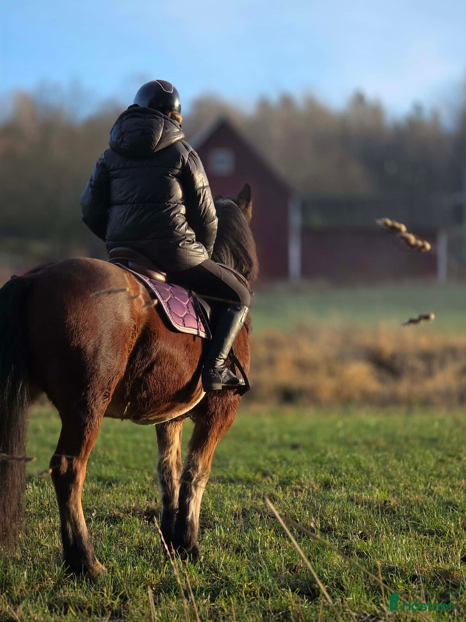 stallplats Stallplats centralt men nära stan - Annons 3