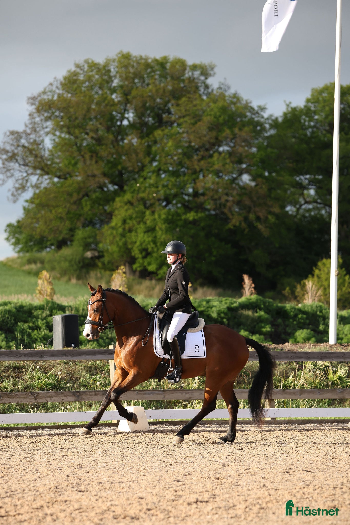  hästar FEI ponny till salu 🌟 - Annons 1